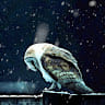 Anil