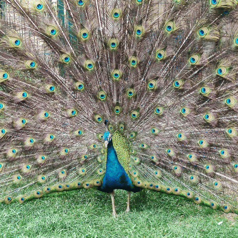 Bamba