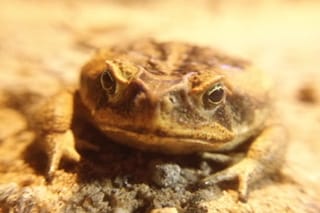Jean-Michel