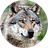 Sasa