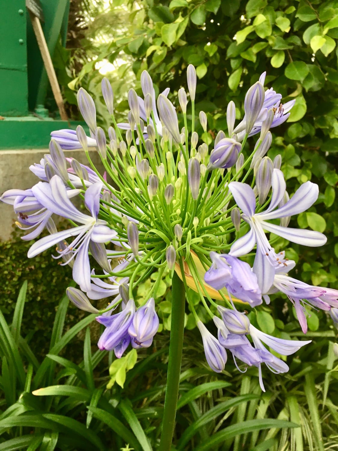 Violette