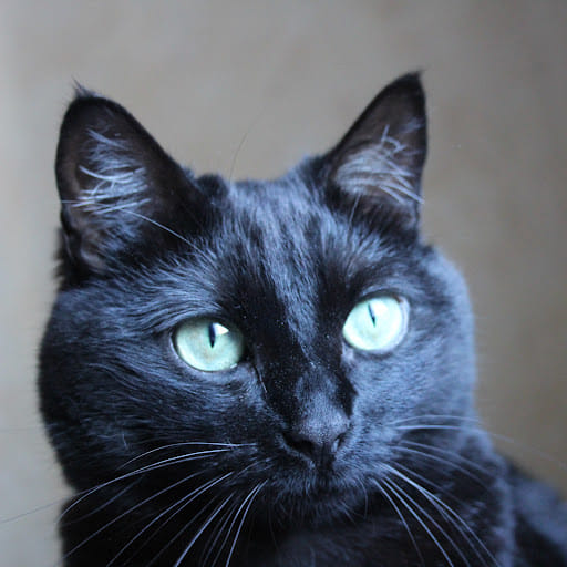 Lucie