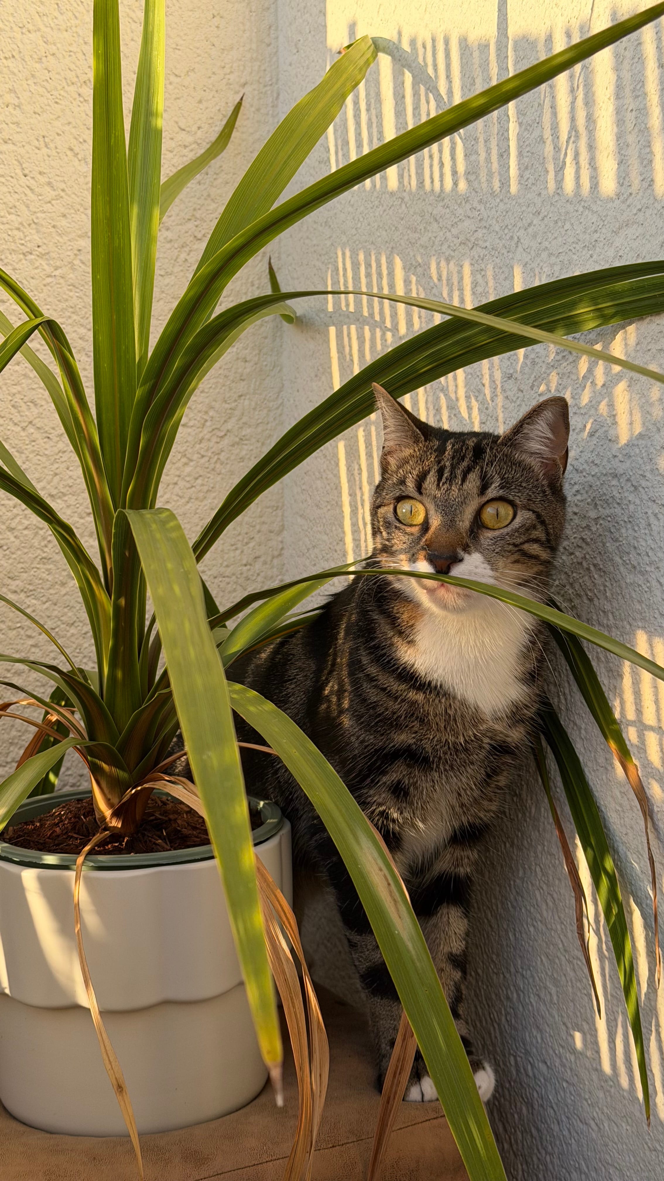 Inès