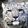 Guillaume