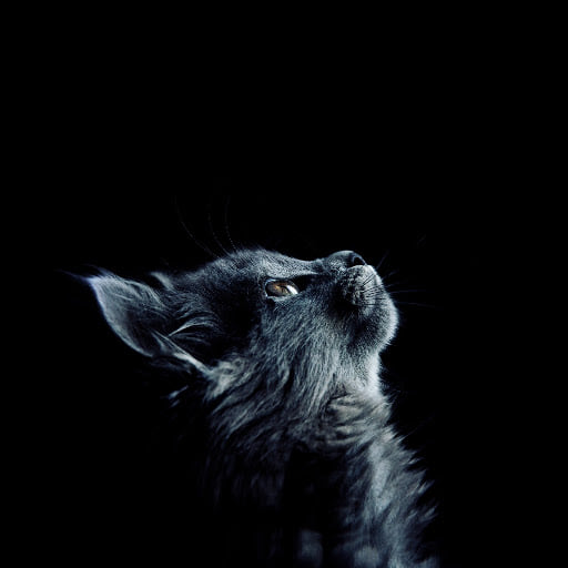 Hugo
