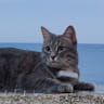Sophie