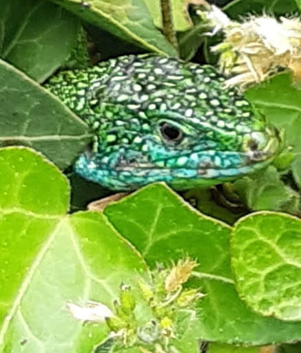 Frédéric