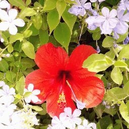Floriane