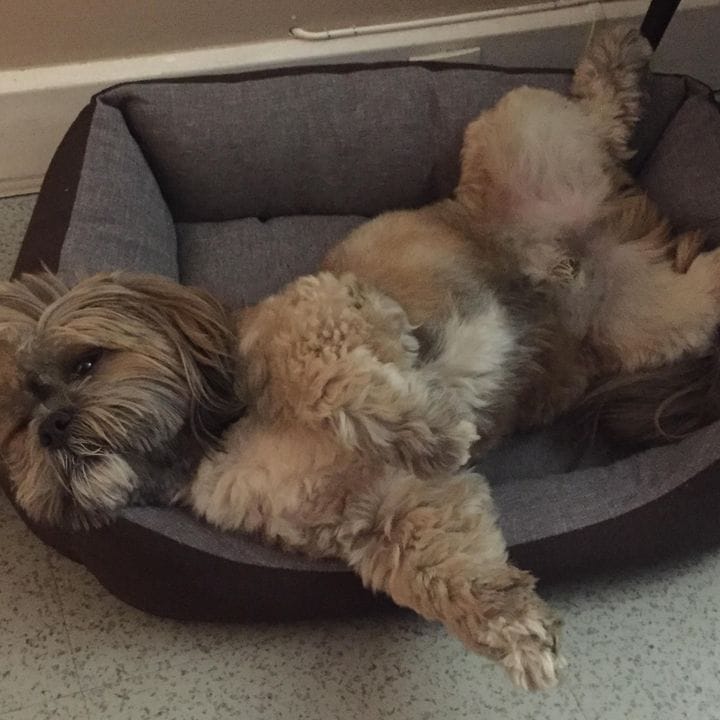 Olivier Gilles Francois