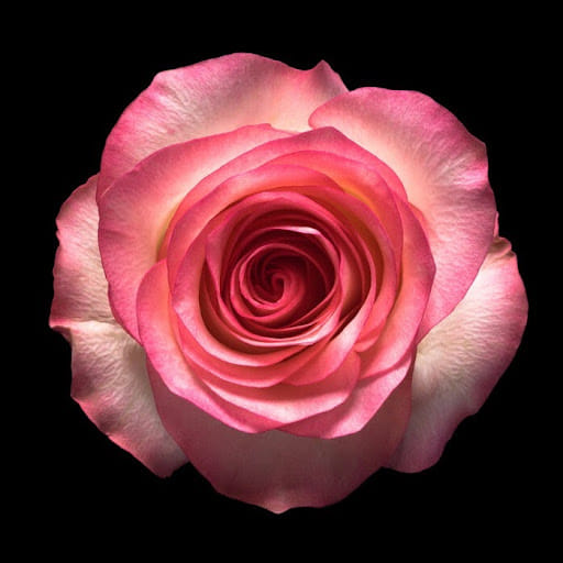 Rose Ann