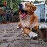Rodrigo