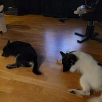 Dag